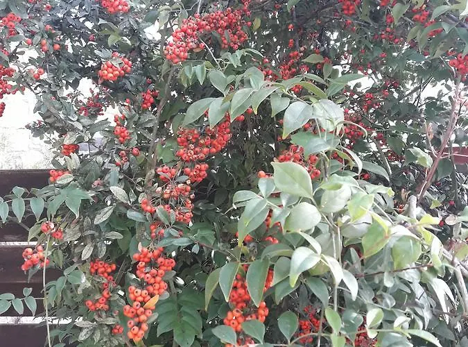 V.i.p Semesterbostad